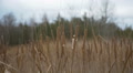 Reeds In The Wind On The Forest Background