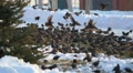 In Winter, Starlings Arrived.