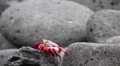 Sally Lightfoot Crab (Grapsus Grapsus) On North Seymour Island, Galapagos Nat