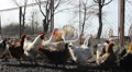 Chicken, Turkeys And Pheasant In A Rural Farm Poultry