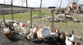 Pond5 Chicken, turkeys and pheasant in a poultry farm