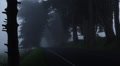 Moody Shot Of Truck Through Fog And Trees In Early Morning Wide