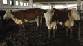 Cattle Hereford Farm