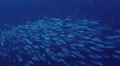 Large Flock Of Fish Sardines Swim In The Ocean