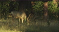 Pond5 Pan right following a large antlered mule deer in an open forest in colorado