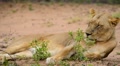 Lioness Laying Down