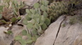 Texas Big Bend Cacti And Stones