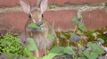 Rabbit Eating In Garden 1