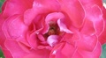 Huge Rose Close Up. Rotating Motion