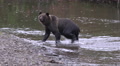Big Grizzly Bear Leaves Creek And Runs