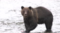 Grizzly Bear Eating Salmon Looks At Camera