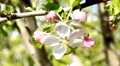 4k Blossoming Tree, Beautiful Real Video, Nature Flowers