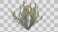 Broom Snake Weed Spring Plant Growth Animation