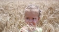 Mellow Wheat Harvest - Cute Little Child Girl In A Field Have Fun Wave Hand