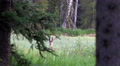 4k Young Antlered Deer Jumps Leaps Across Tall Grass
