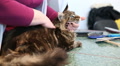 Trembling Long-Haired Maine Coon Cat Lying On Table In Grooming Salon For Pets