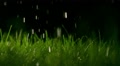 Grass Blades And Pouring Water At Night, Shallow Focus. Super Slow Motion