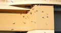 Swallows Nesting Under Bridge, Flying In Graceful Slow Motion