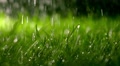 Lawn And Falling Raindrops At Night, Shallow Dof. Super Slow Motion Clip, 500