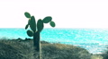 Pickly Pear Cactus At Bachus Beach On Isla Santa Cruz In The Galapagos