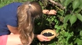 Worker Woman Girl In Shorts Gather Harvest Fresh Black Berries Ripen On Farm