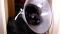 Newfoundland Dog Wearing A Recovery Cone.