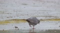 Pigeon Walks On Dirt Slow Motion Video