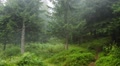 Foggy Day In The Coniferous Forest.