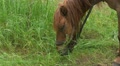 Closeup Of A Horse Chews Grass Slow Motion Video