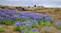 A Typical Icelandic Landscape With Fields Of Blooming Lupine And Moss On Lava