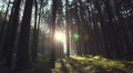 Sunlight Filtering Through A Pine Forest