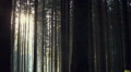 Dark Eerie Conifer Forest