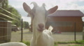 Close Up: Curious Adorable Little Young Goat Snooping Around