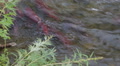 Spawning Sockeye Salmon On River In Kamchatka