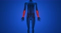 Human Body Bone Joints Pain Anatomy (Radius And Ulna)