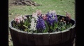 1985: Hyacinth And Daffodils In A Planter Daffodil Hill California