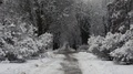 Winter Path In The Park