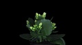 Time-Lapse Of Opening White Kalanchoe Flower With Alpha Channel