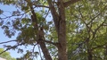 Slow Motion Monkey Jumps Into Tree