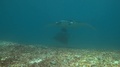 Two Manta Rays Pass With Giant Trevally Hiding Underneath