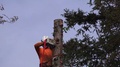 California Redwood Tree Removal, Cutting From Top Down