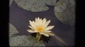 1943: Large Yellow And White Flower From Lily Pad In Body Of Water Washington Dc