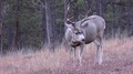 Thick Antlered Black Hills Buck Standing And Chewing