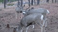 Thick Antlered Rutting Buck Makes A Short Rush At A Doe