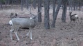 Thick Antlered Buck Rushes At Off Camera Buck & Grunts