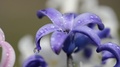 Rain Drops Falling On A Spring Flower Hyacinth.