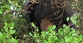 Rare Wild Animal Sloth Bear Native To Sri Lankan Forest In Natural Reserve