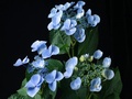 Blue Hydrangea Flowering Plant Drying Out And Withering Timelapse