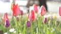 Assorted Clip Of Tulips Swaying In Wind