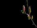 Blossoming Magnolia Flowers Time Lapse Background - 29,97fps Ntsc